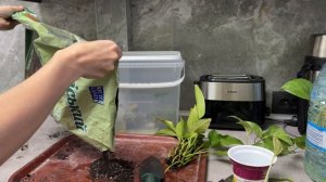 Готовим лучший субстрат для антуриума. Как правильно ?