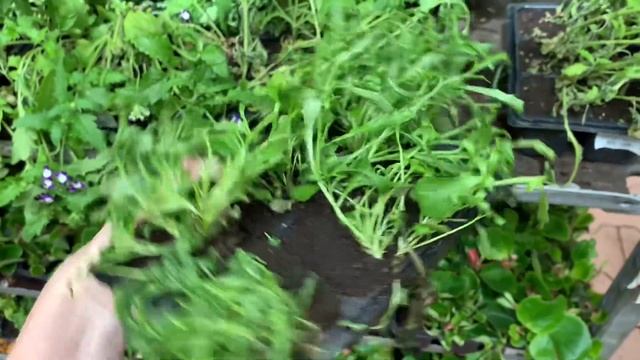 УЦЕНИЛИ РАССАДУ ЦВЕТОВ И ОВОЩЕЙ😨Петуния по самой выг смотреть онлайн