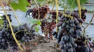 Виноград Чёрный хрусталь (Бурдак А. В.) 26.08.25г.виноградн