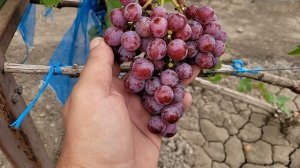 ПОЗИТИВ И НЕГАТИВ НА ПРИВИВКАХ 2024г!!!