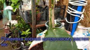 Прививка дополнительных корней цитрусовому растению