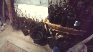 как я храню черенки и саженцы винограда зимой