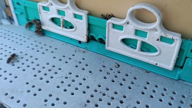 #Пчёлы.  Нужно ли бороться весной с клещом ВАРРОА. И как