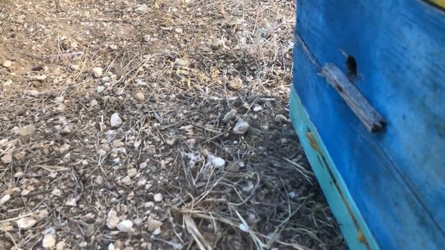 Драка ПЧЕЛ 1 сентября в улье на пасеке