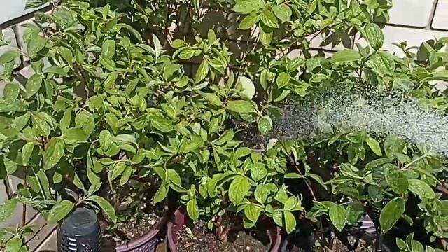 Мои гортензии в горшках смотреть онлайн