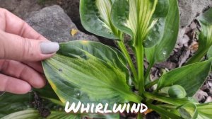Хоста сорт Whirlwind осенний окрас