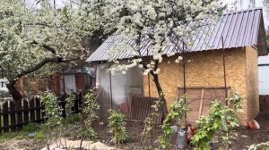 Май на даче . Наступает райское время , зацветают сады .