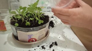 Рассаду капусты пересаживаю в стаканчики.