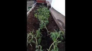 🍅Ранняя посадка томатов в теплицу в апреле. Подготов?