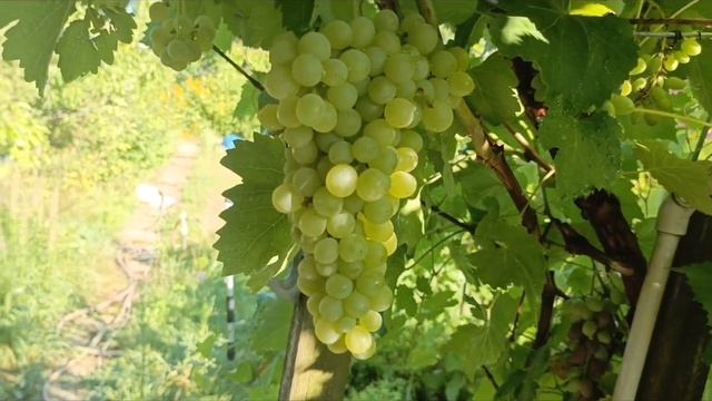 Самые ранние сорта винограда в Волгоградской области.