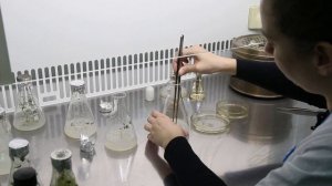 Микроклональное размножение растений