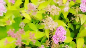 Спирея японская. Болезни и вредители.Spirea. # spirea #video
