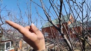 не укорачиваем волчки у сливы