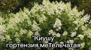 ГОРТЕНЗИЯ КИУШУ. Куда посадить? Расхламляю территорию