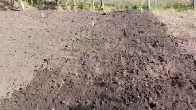 Костик НаДаче - День 9: 08.05.2022 - Сажаю ежевику и крыжовни