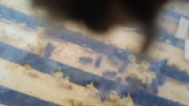 воровство на пасеке, осмотр, посадка белой акации.Пчел смотреть онлайн