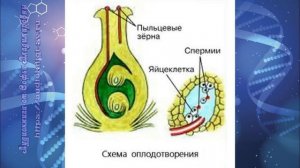 Биология 7 кл Пасечник $30 Размножение покрытосеменных