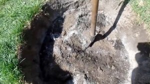 Как правильно посадить яблони в песчаный грунт на дач?