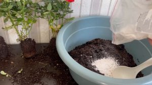 Роза кордана или роза из пятерочки 🤩Пересадка, уход,а