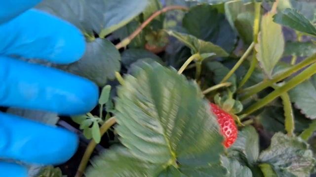 Сорт клубники НСД Петра смотреть онлайн