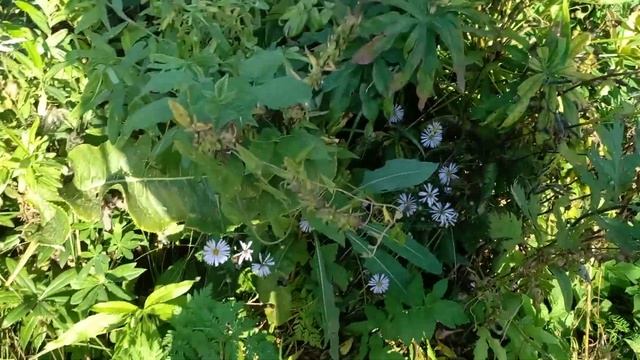 Сбор семян иван чая . Кипрей . Облепиха . Сбор . Люпины . ? смотреть онлайн