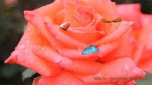 Роза чайно-гибридная Импульс (rose hybrid tea impulse) 🌿 обзор: к