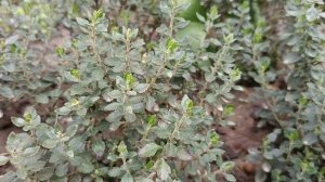 Дубровник обыкновенный- вечнозелёный любимчик! Много?