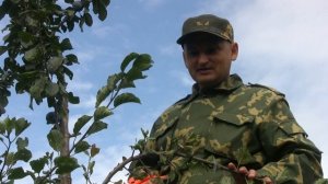 Прививка сливы на сливу  цветочной почкой (окулировка)