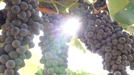 Провёл совещание о виноградарстве и виноделии в Тамани смотреть онлайн