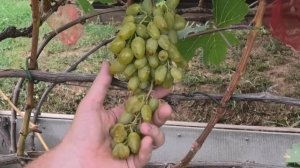 Обзорт сорта винограда ГАРОЛЬД. Преимущества и недост