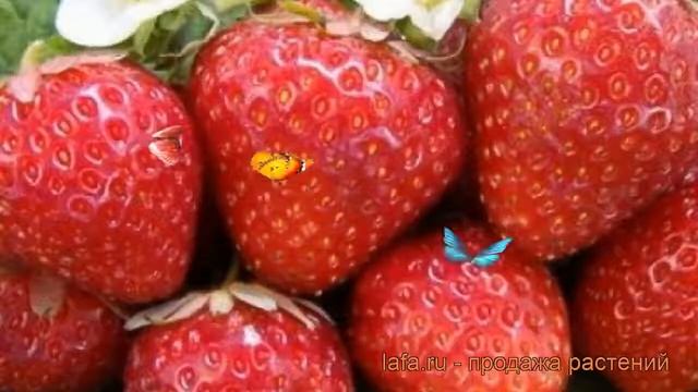 Земляника садовая Говоровская (fragaria Ananassa) 🌿 обзор: ка?