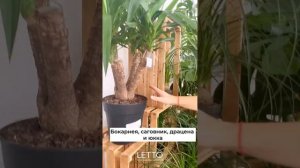Цветы для южных окон: обзор солнцевыносливых комнатны