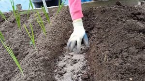 Лук эксибишен. Посадка лука эксибишен на грядку. Выращ