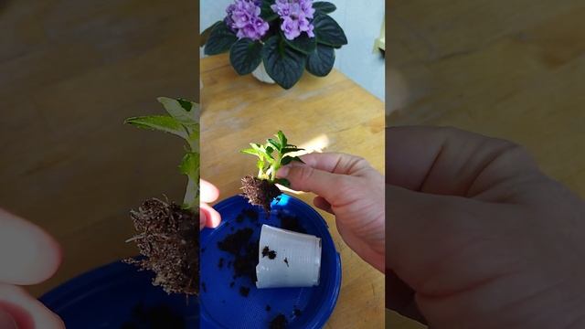 Укоренение черенков одревесневших побегов гортензии смотреть онлайн