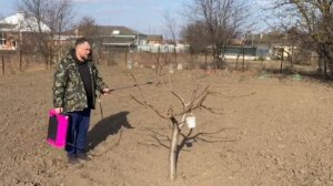 Обрабатываем деревья. Бордосская жидкость.