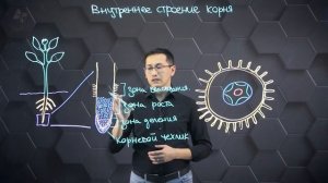 Внутреннее строение корня. 7 класс.