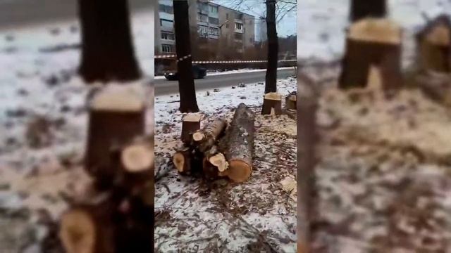 Вырубка на ул.Лесная смотреть онлайн