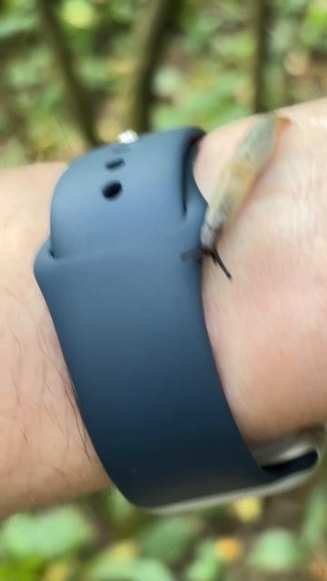 Лесная улитка смотреть онлайн