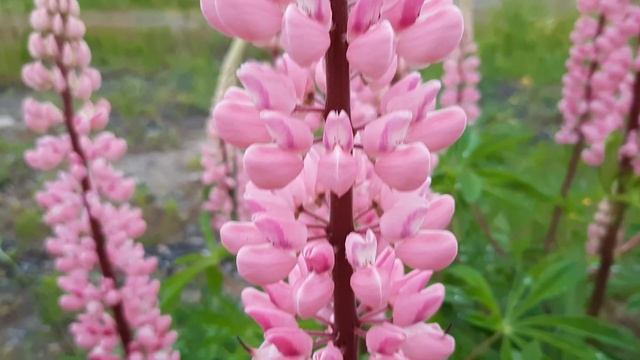 Цветы, лето. смотреть онлайн