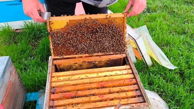 Роение не за горами. Идеальная весна для разведения пч