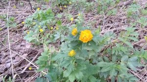 СМОРЧКИ  - первые, весенние грибы. Где и когда растут. П?