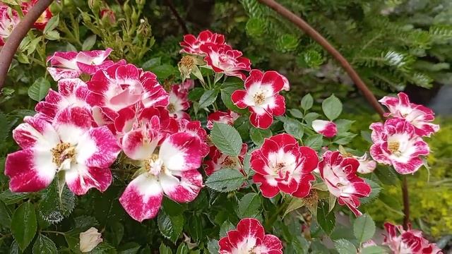 Начало цветения роз 2025. Питомник Розовая клумба.