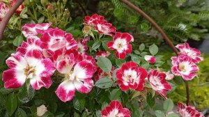 Начало цветения роз 2025. Питомник Розовая клумба.