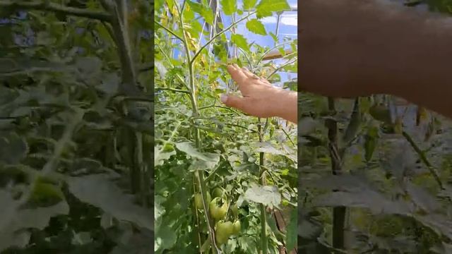 Томаты Cherry Ramillet, Money maker и Бычье сердце Минусинское смотреть онлайн