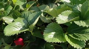 Обзор позднего сорта клубники МагнуС. Сравнение с сор?