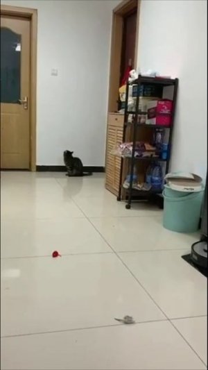 Смешные коты #77-7