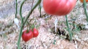 Томат Долговязая Салли (Long Tall Sally)