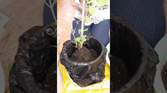 Посадка Клематиса в контейнер,для передержки до высад смотреть онлайн