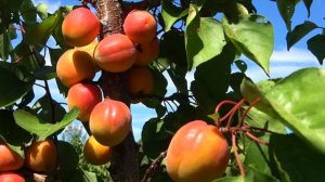 Абрикос КОНГАТ: поздний устойчивый сорт
