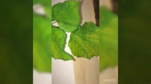 Передвижение воды и питательных веществ по древесине.